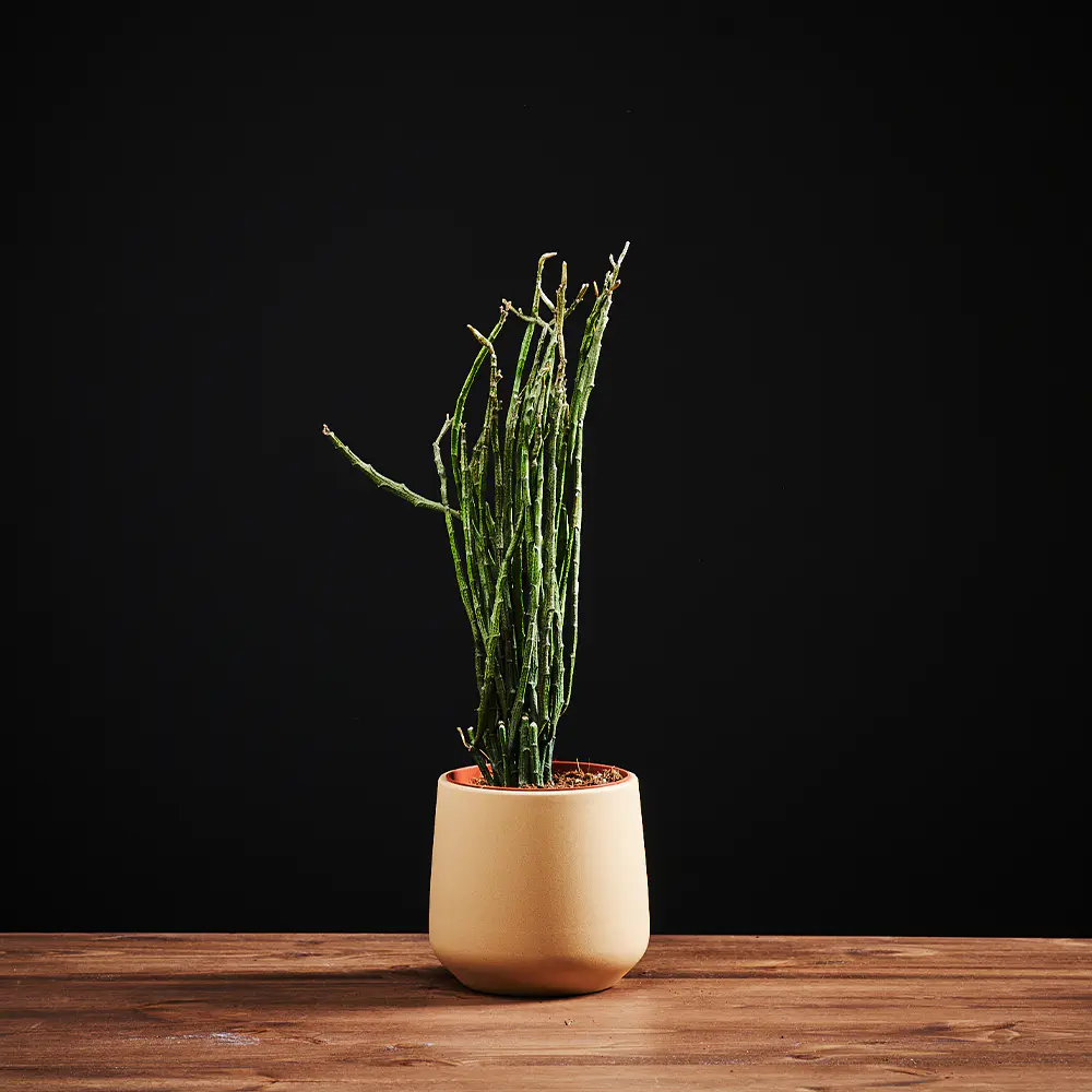 Flora K Flora