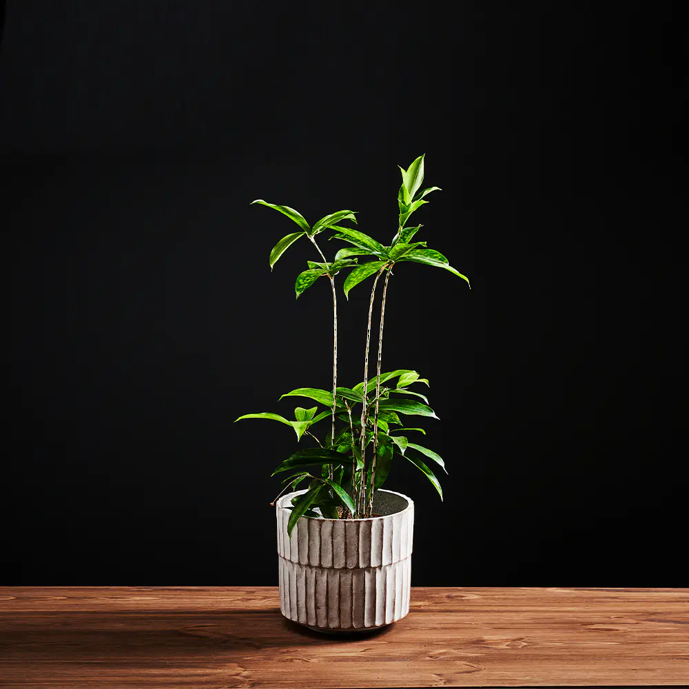 Flora K Flora