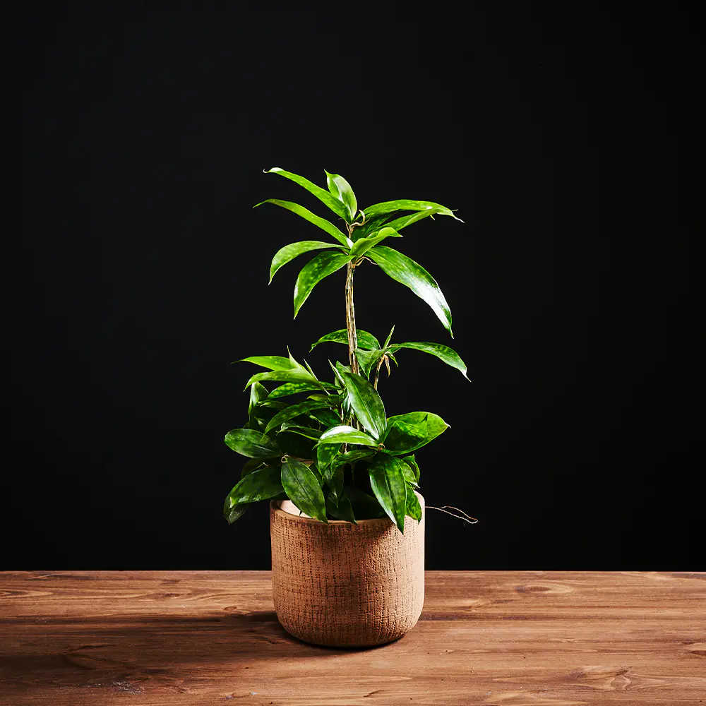 Flora K Flora