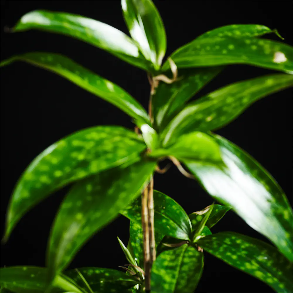 Flora K Flora