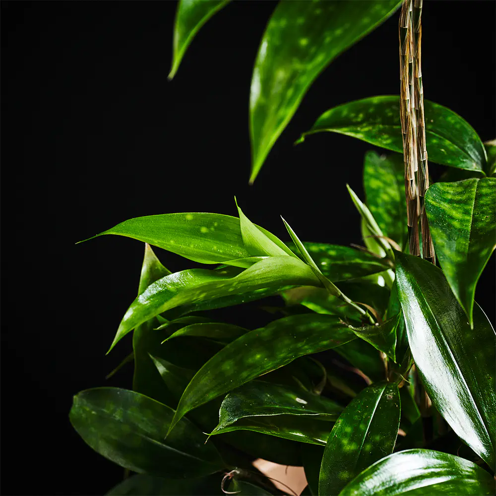 Flora K Flora