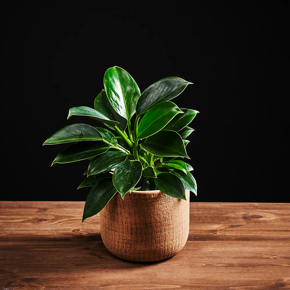Flora K Flora