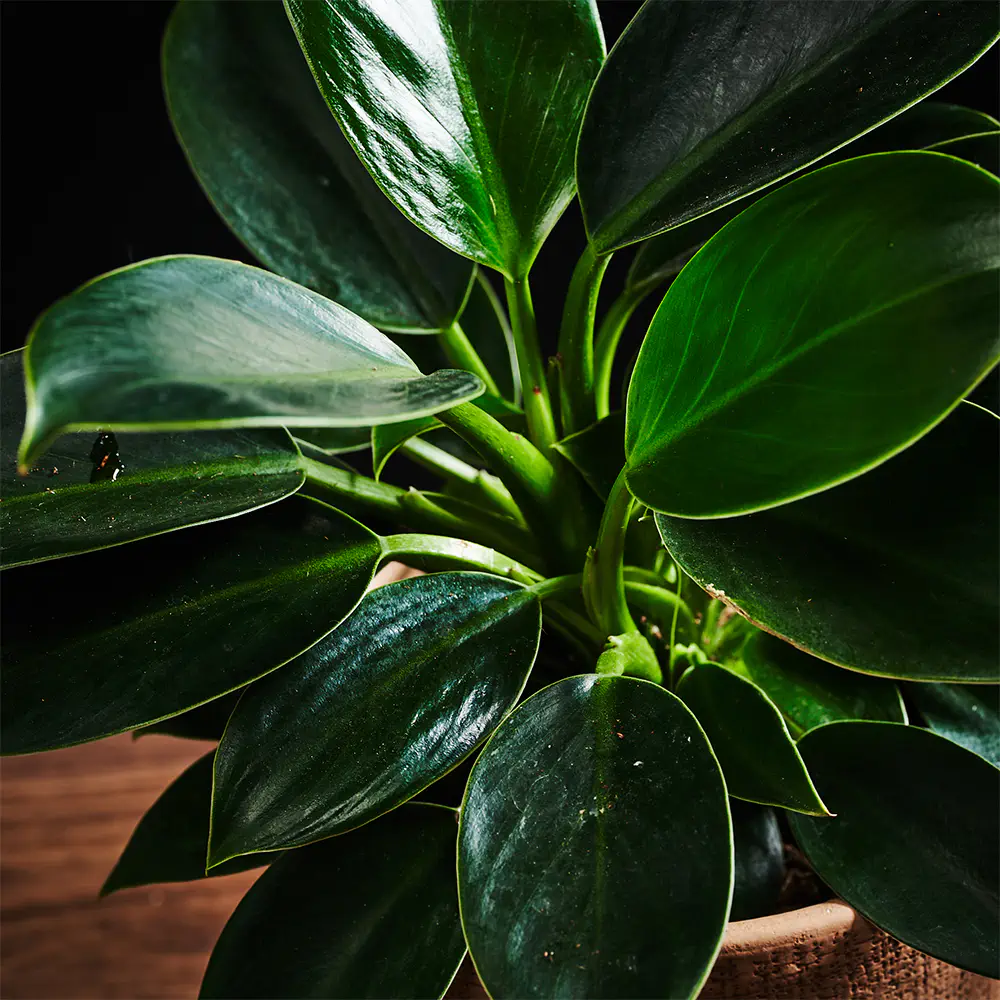 Flora K Flora