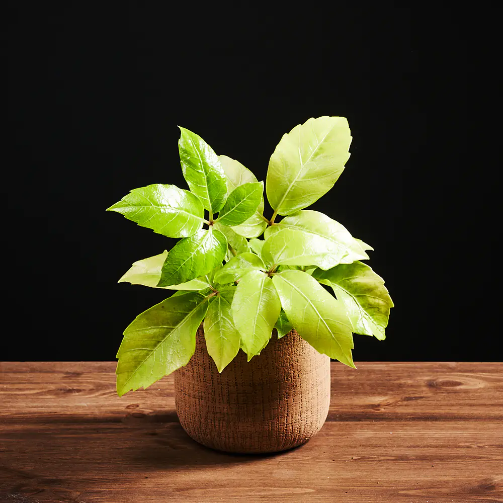 Flora K Flora