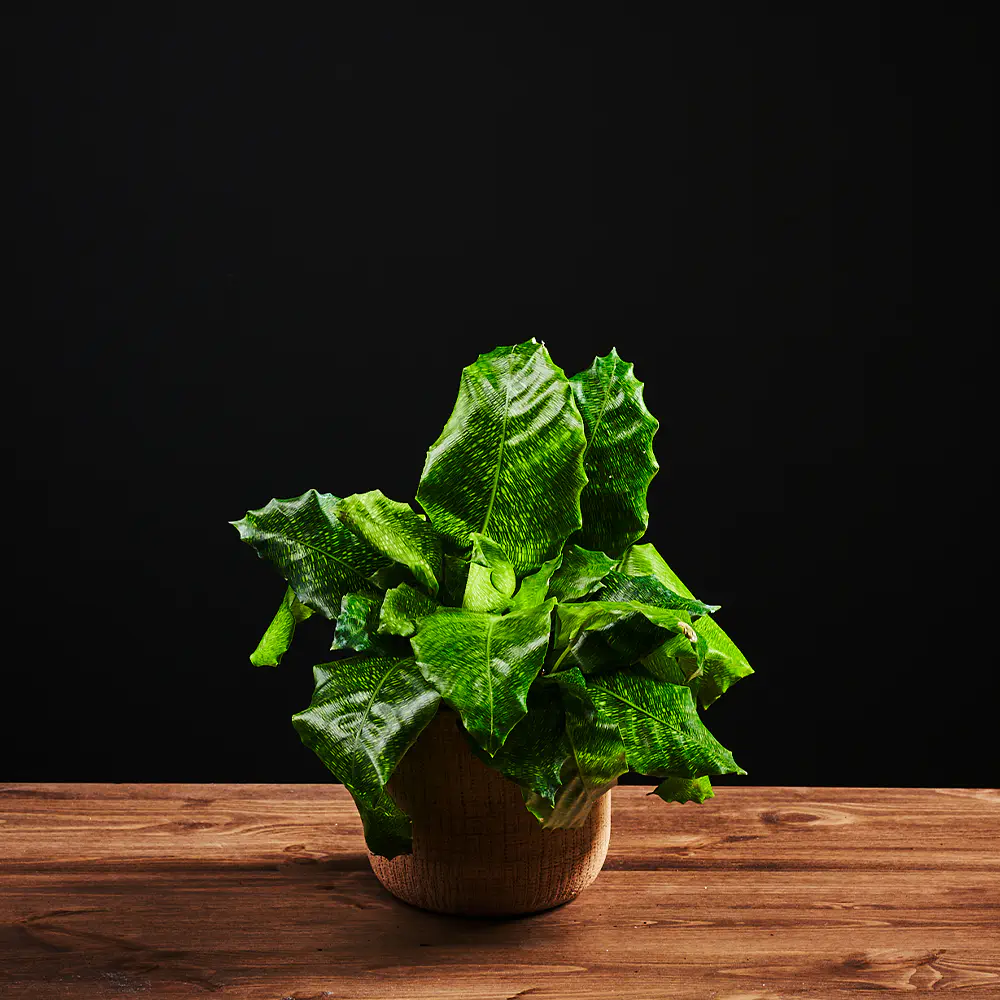 Flora K Flora
