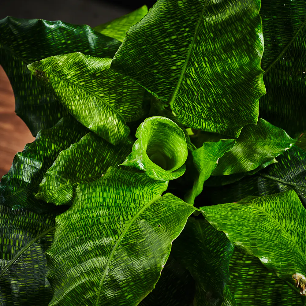 Flora K Flora