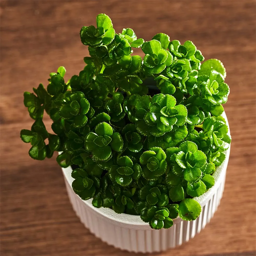 Flora K Flora