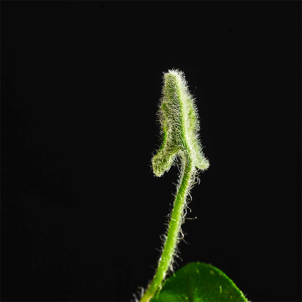 flora1k_0217_0417flora-40-1781521298160 Image