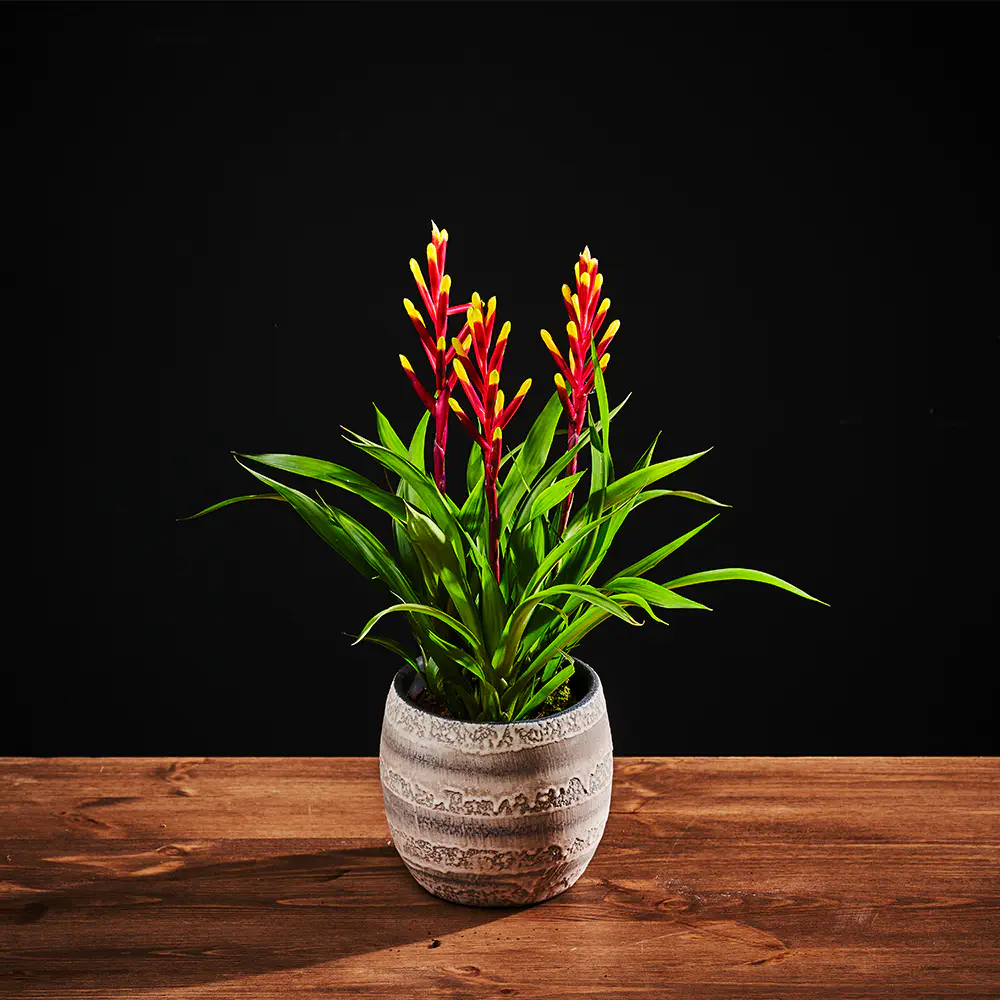 Guzmania 'Misty'