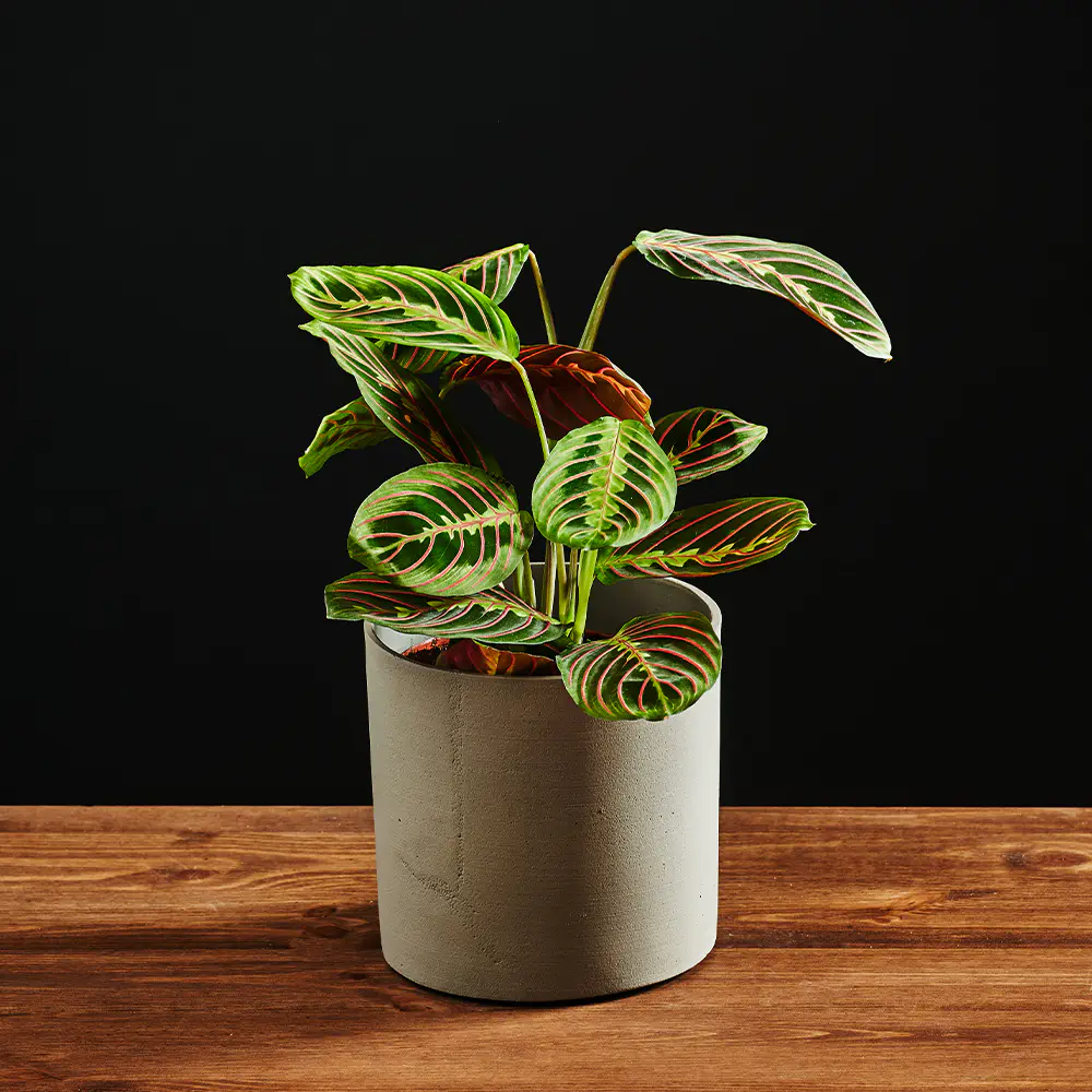 Maranta leuconeura 'Fascinator'