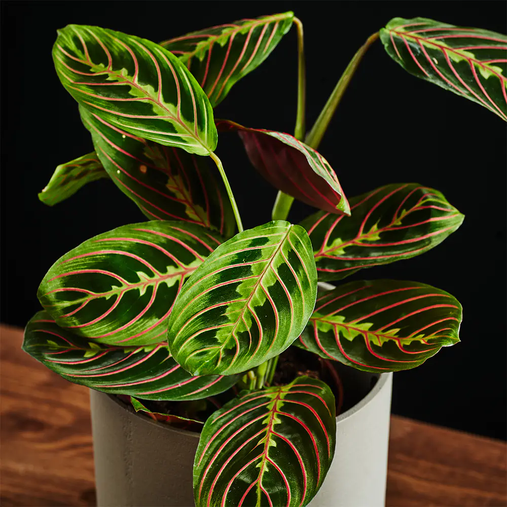 Maranta leuconeura 'Fascinator'