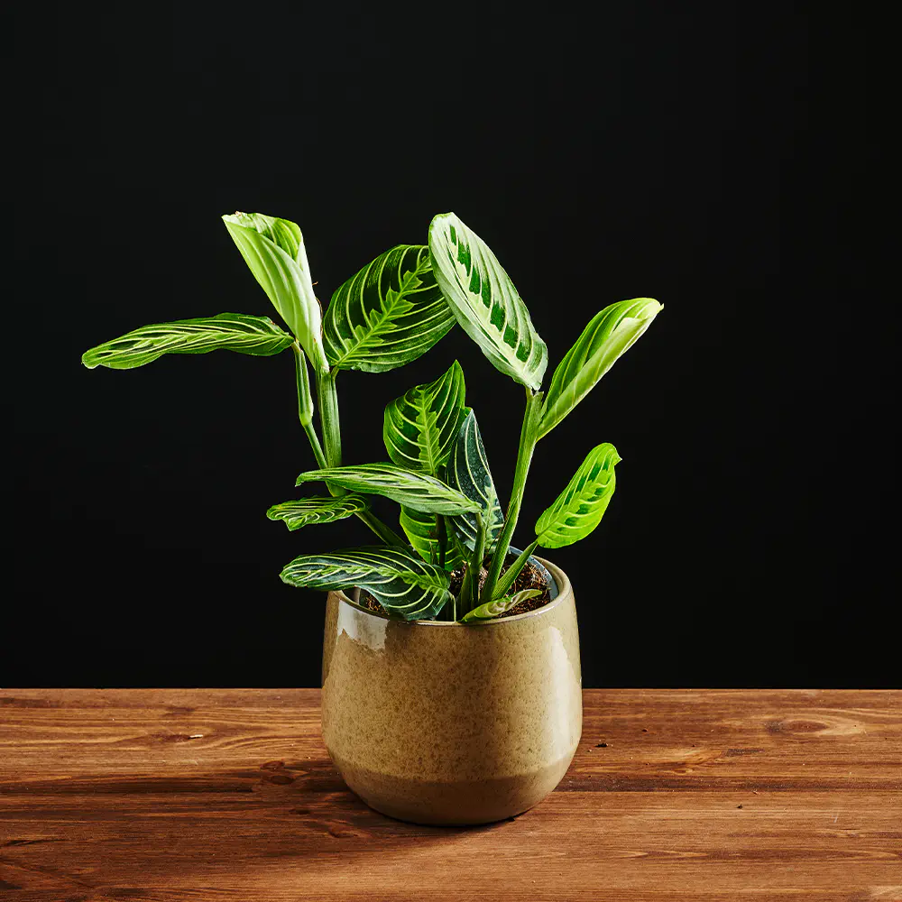 Maranta leuconeura 'Lemon Lime'