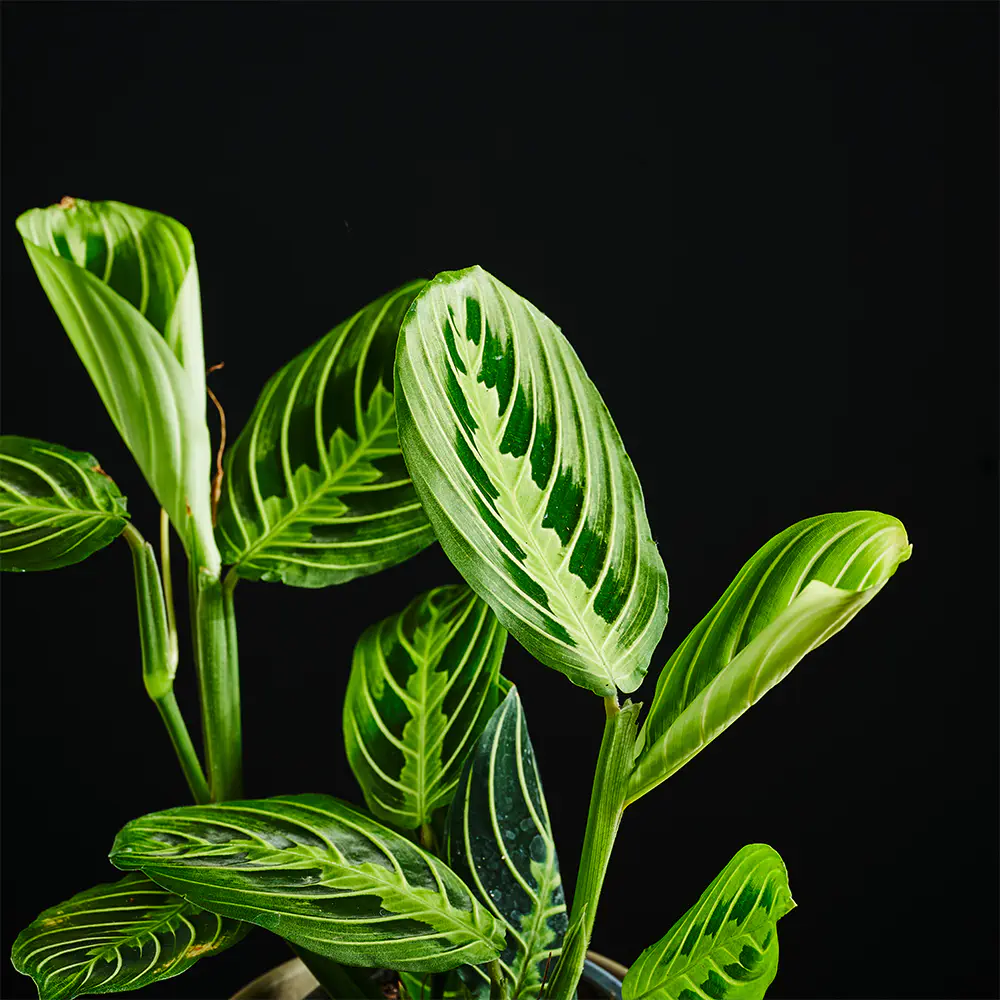 Maranta leuconeura 'Lemon Lime'