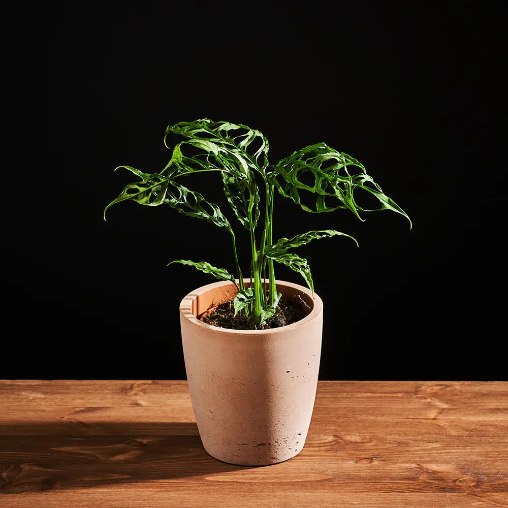 Monstera Obliqua Peru - Ø12 cm