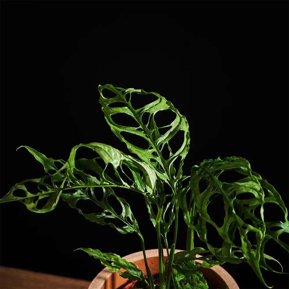 Monstera Obliqua Peru - Ø12 cm