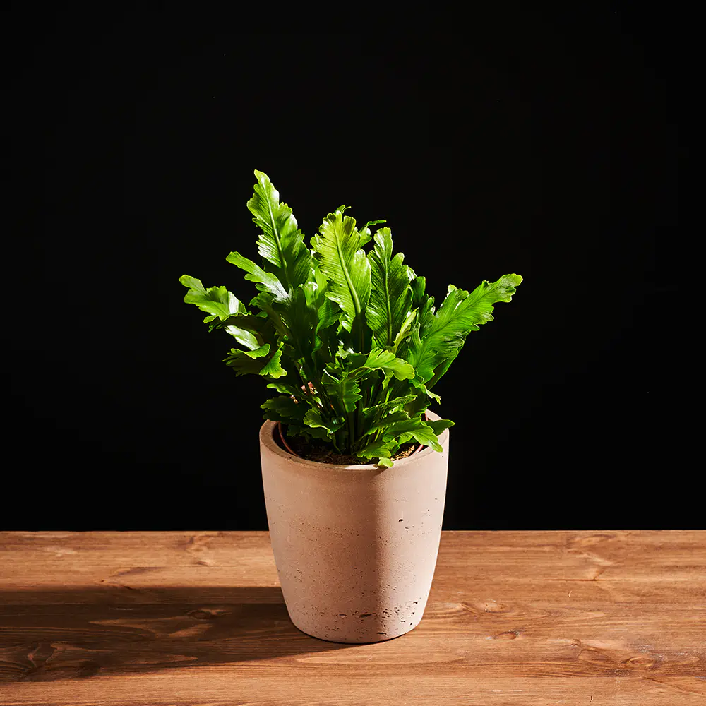 Paproć Asplenium nidus 'Campio' - Zanokcica gniazdowa