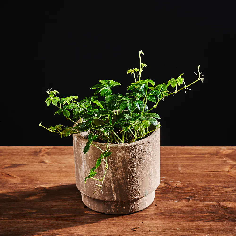Parthenocissus Inserta Striata - Winobluszcz