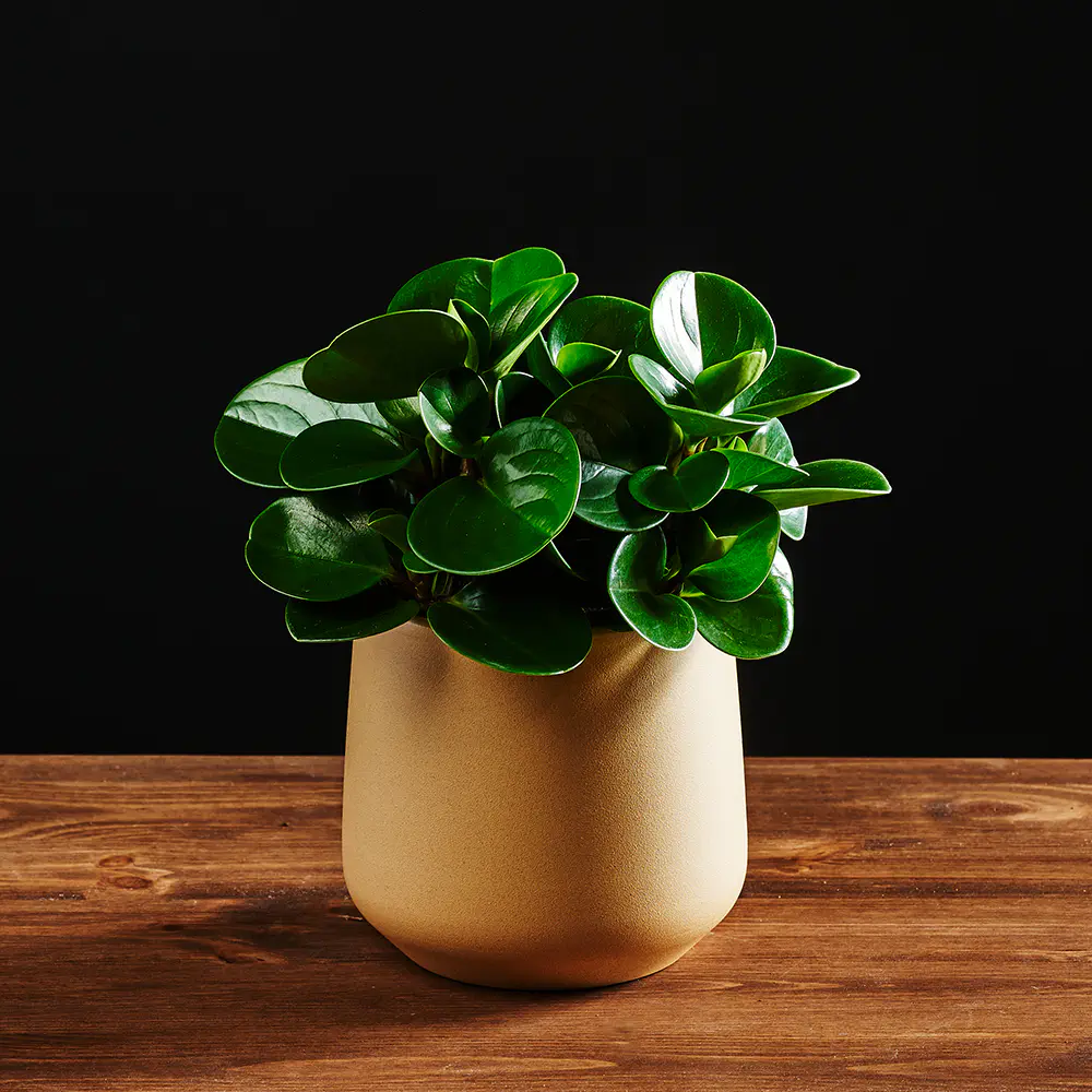 Peperomia obtusifolia 'Green gold'