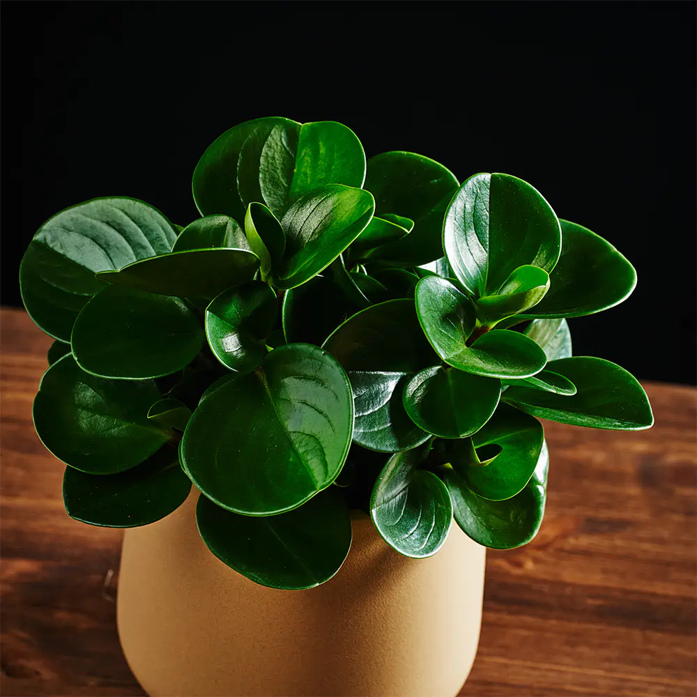 Peperomia obtusifolia 'Green gold'