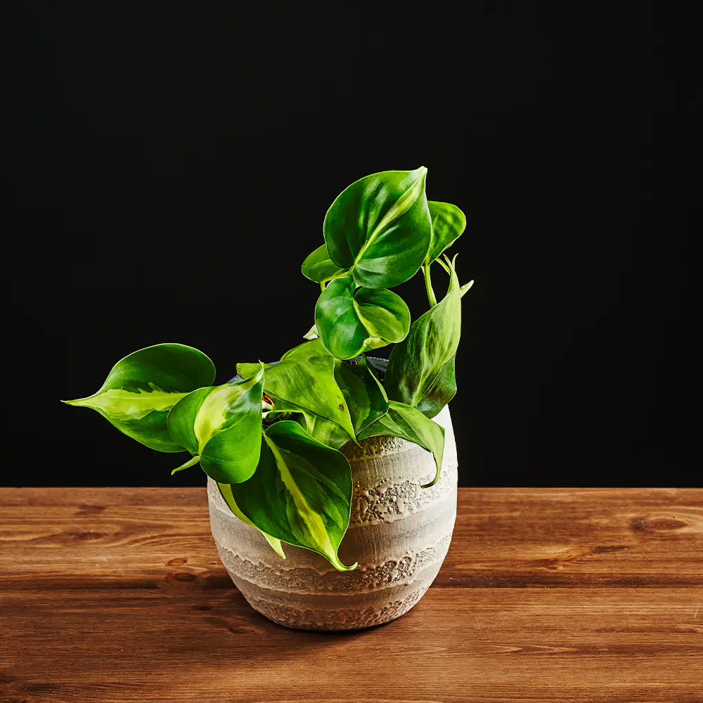 Philodendron scandens 'Brasil' - Filodendron