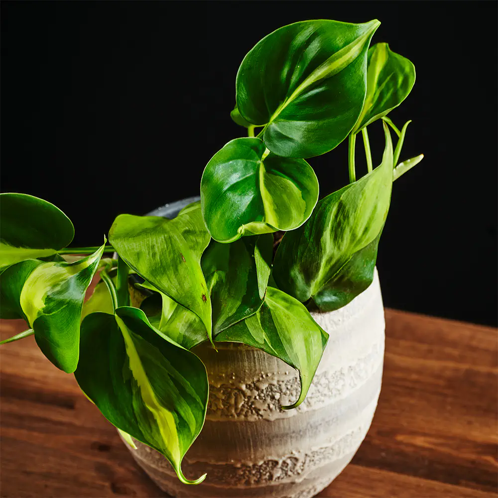 Philodendron scandens 'Brasil' - Filodendron Philodendron scandens 'Brasil' - Filodendron