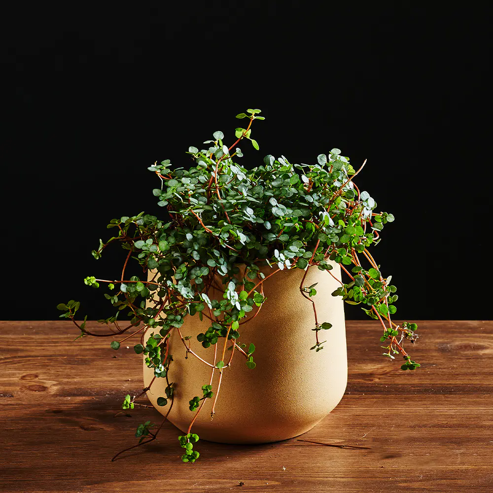Pilea glaucophylla 'Greyzy' - Pilea
