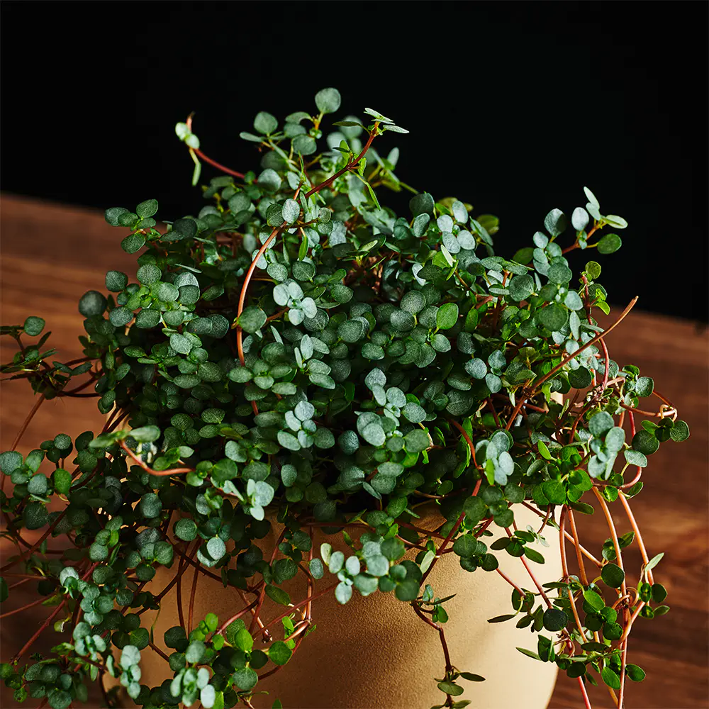 Pilea glaucophylla 'Greyzy' - Pilea
