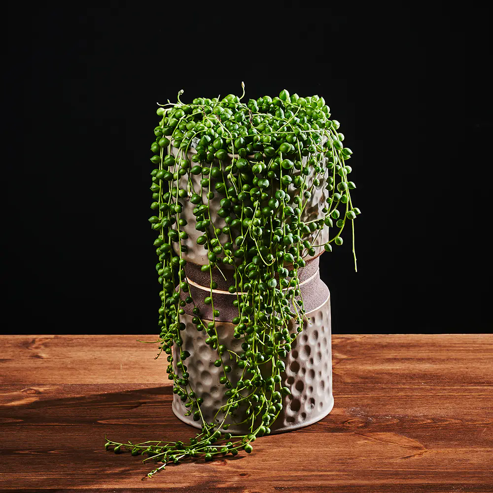 Senecio Rowleyanus - Starzec Rowleya - Sznur Pereł - Ø14 cm