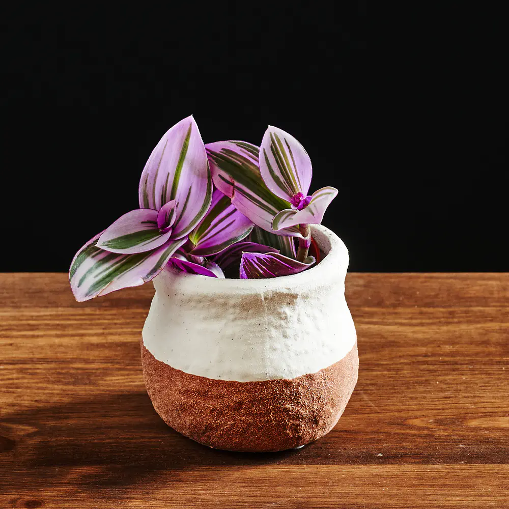 Tradescantia albiflora 'Nanouk' - Trzykrotka