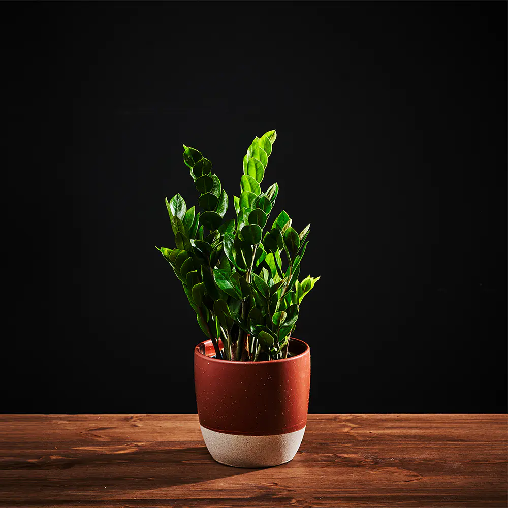Zamioculcas zamiifolia - Zamiokulkas zamiolistny - 45 cm Ø14 cm
