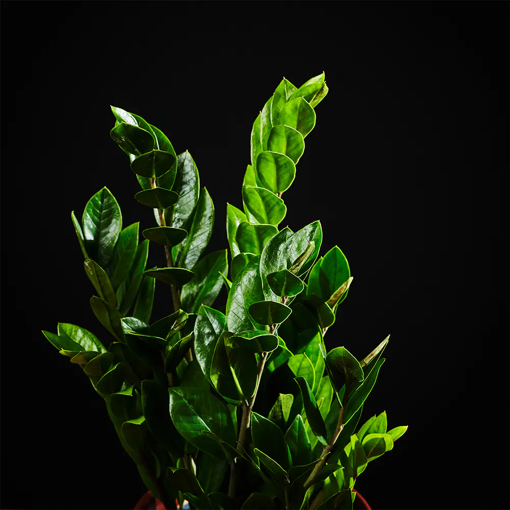 Zamioculcas zamiifolia - Zamiokulkas zamiolistny - 45 cm Ø14 cm
