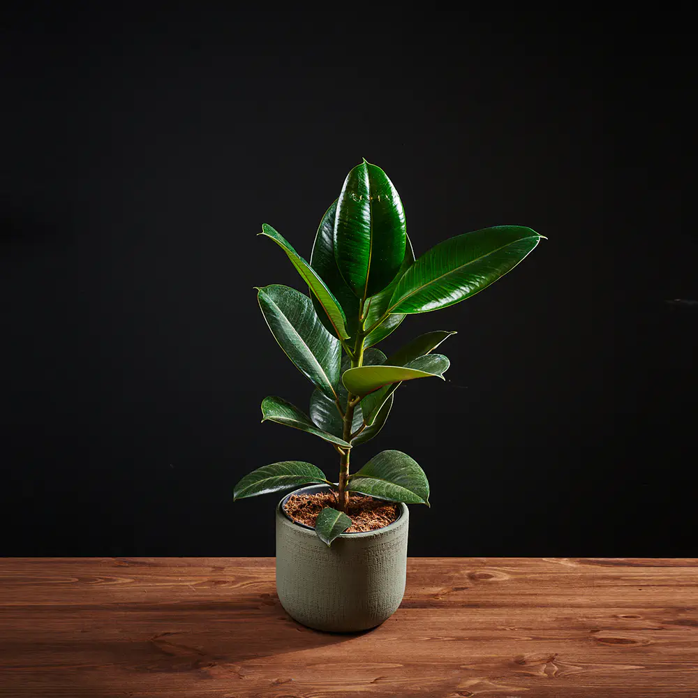 Flora K Fp