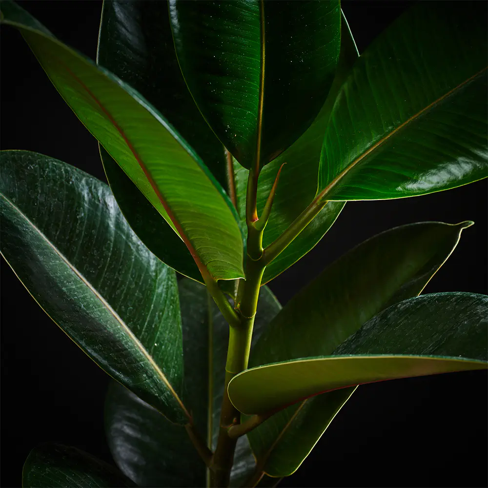 Flora K Fp
