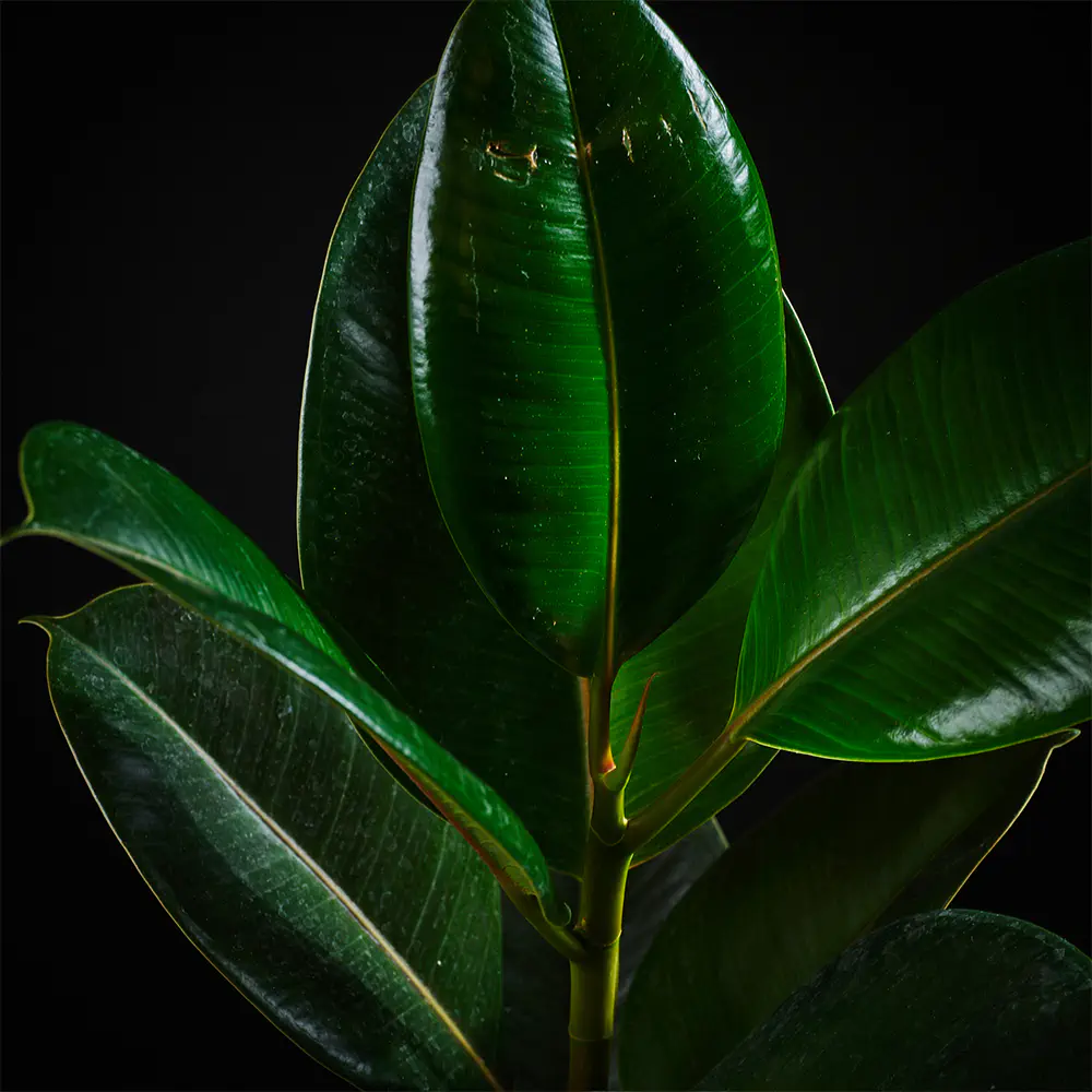 Flora K Fp