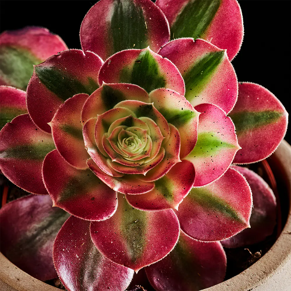 Aeonium Starburst