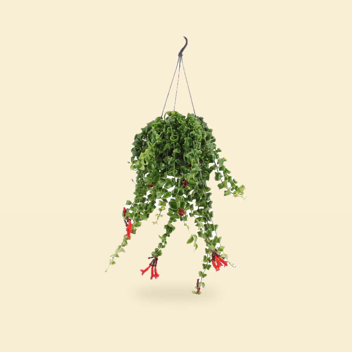 Aeschynanthus 'Rasta'
