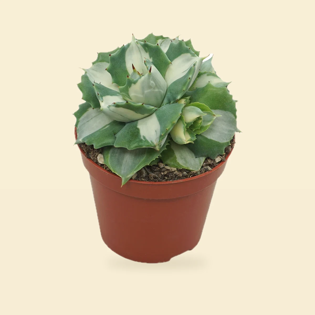 Agave 'Ouhi-Raijin' Variegata - Agawa