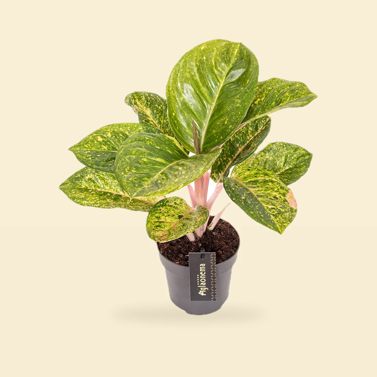Aglaonema 'Apple Green'