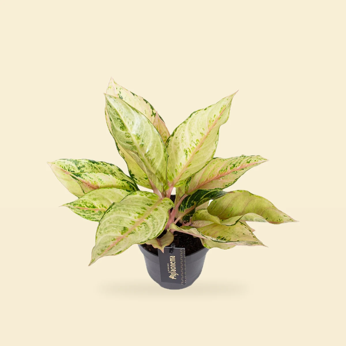 Aglaonema 'Chartreuse Pretty'