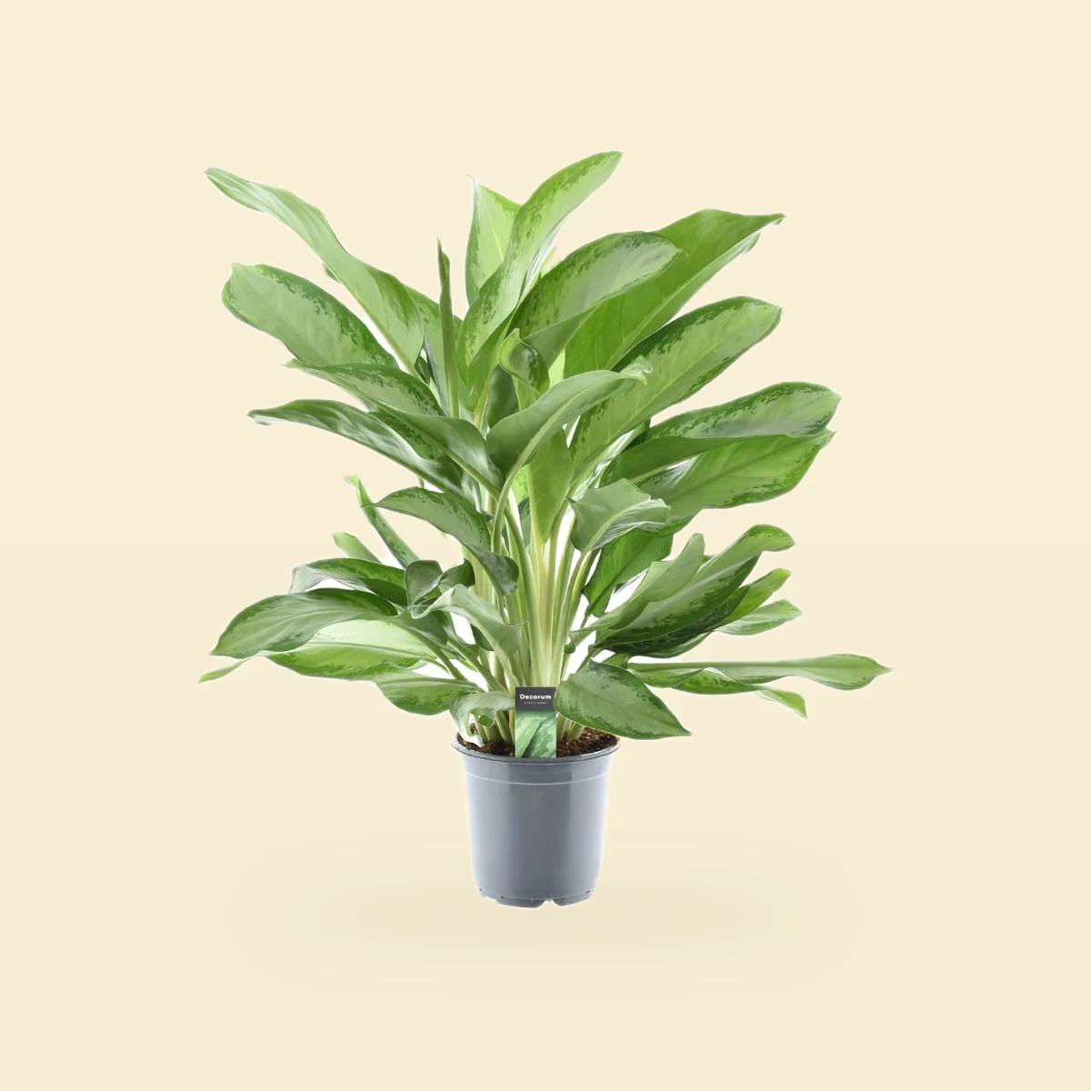 Aglaonema Cleopatra Bez