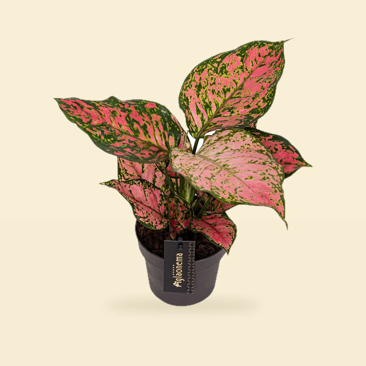 Aglaonema 'Crimson Love'