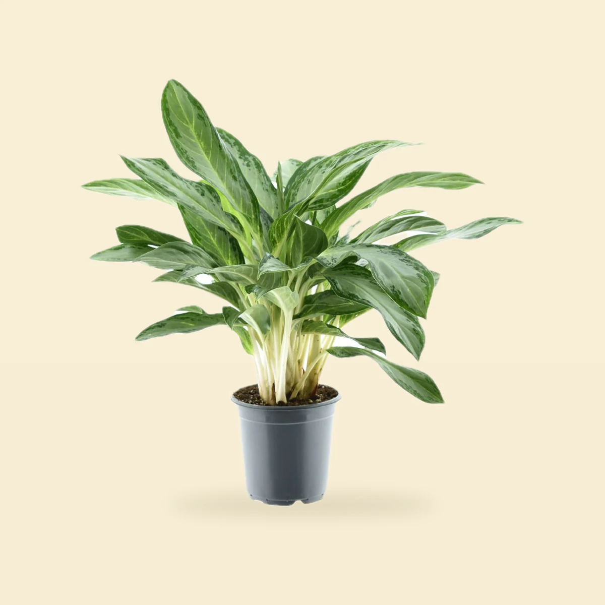Aglaonema 'Diamond Bay'