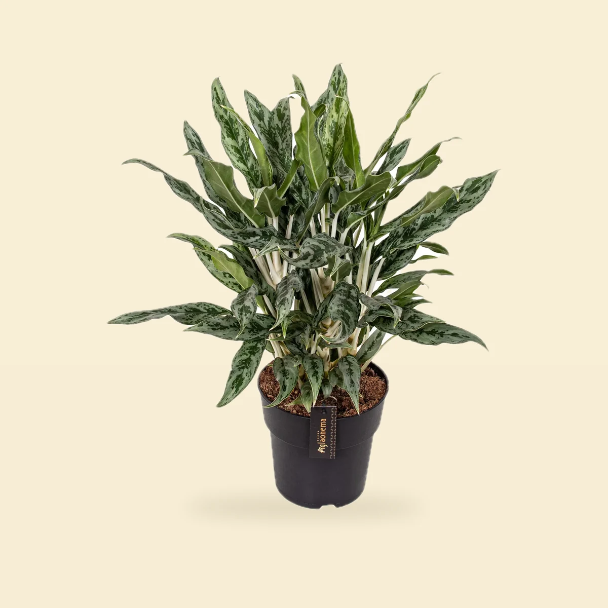 Aglaonema 'Greyhound'