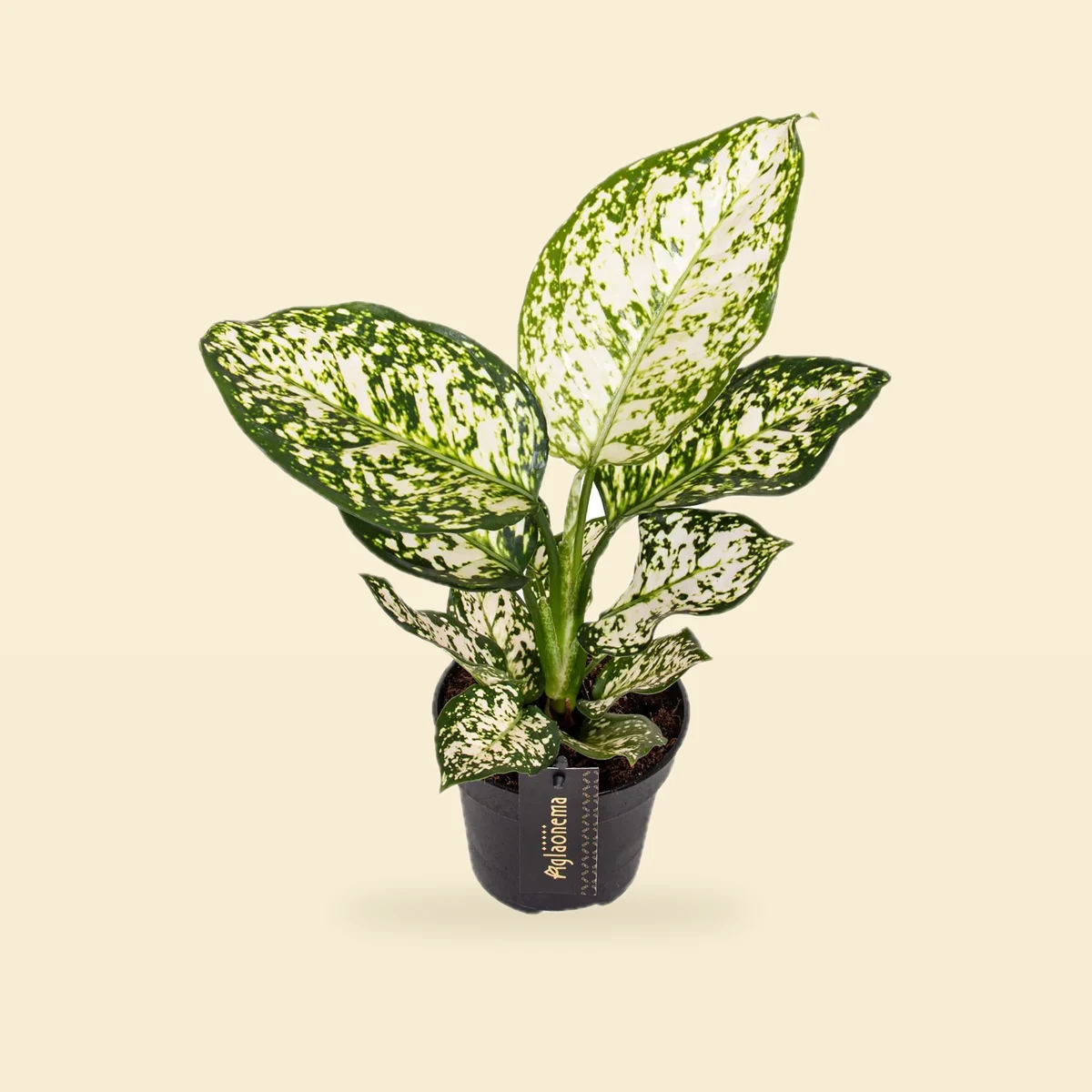 Aglaonema 'Ivory Jade'