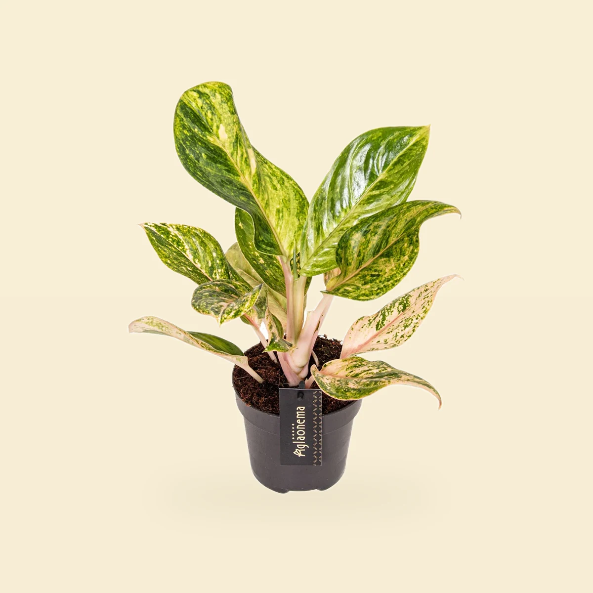 aglaonema-peach-pearl-bez-1 Aglaonema Peach Pearl Bez