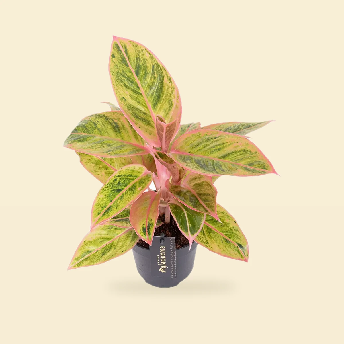 Aglaonema 'Salmon Fantasy'