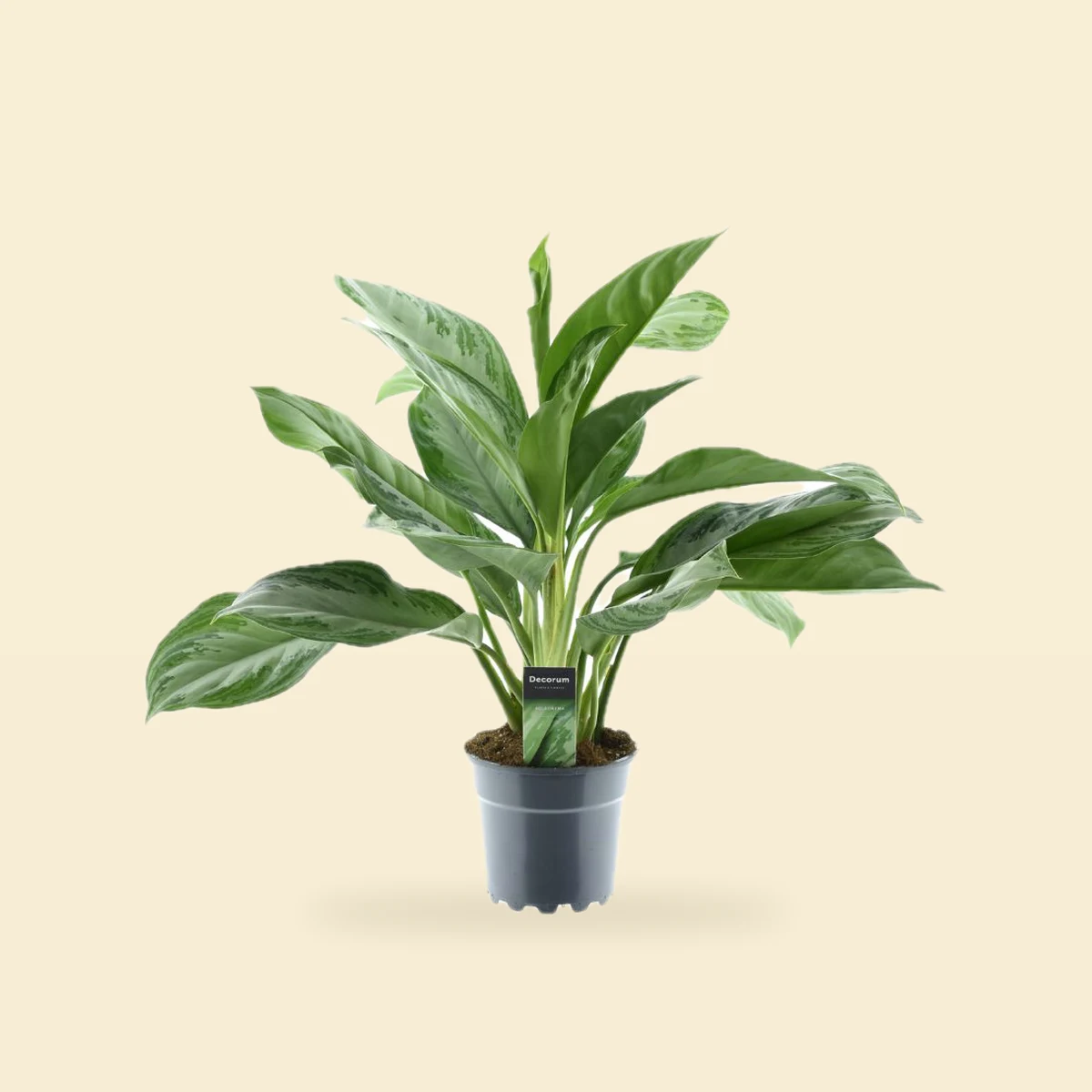 Aglaonema 'Silver Bay'