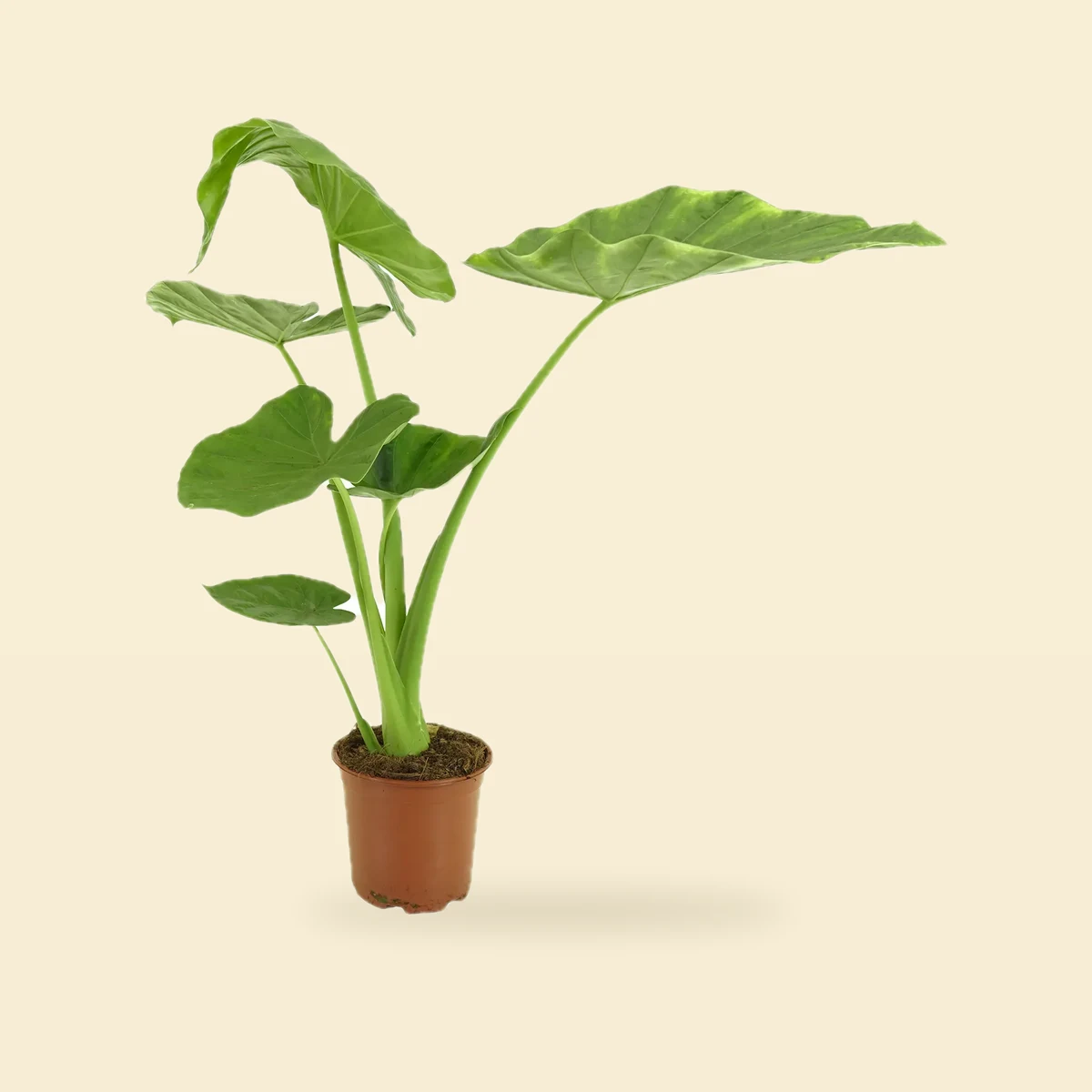 Alocasia 'Macrorrhiza' - Alokazja Alocasia 'Macrorrhiza' - Alokazja