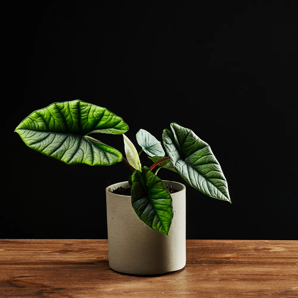 Alocasia 'Platinum' - Alokazja Alocasia 'Platinum' - Alokazja