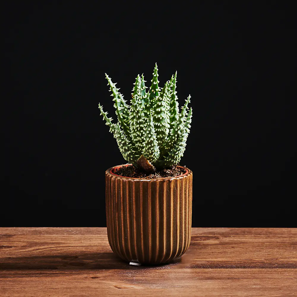 Aloe humilis - Aloes